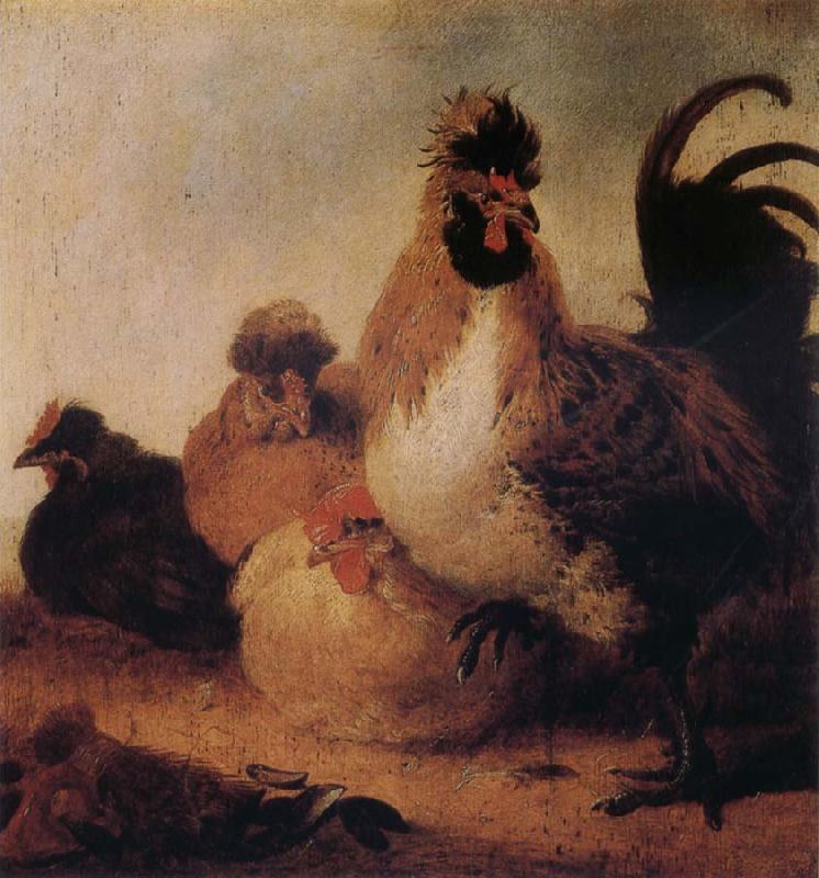 Aelbert Cuyp Rooster and Hens oil painting picture